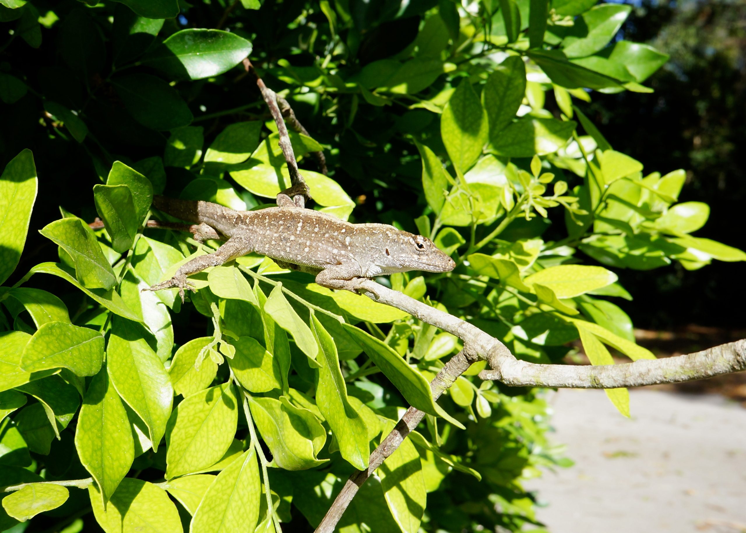Lizard 4