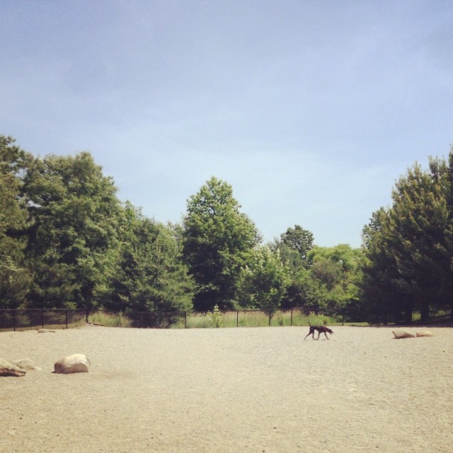 Lunch date at the dog park. #dogdaysofsummer #pointer