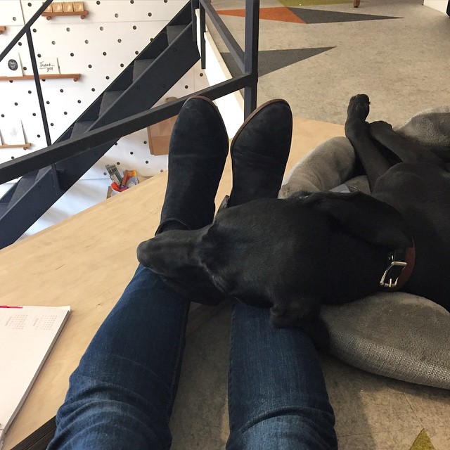 Better than a space heater #dogsofinstagram #pointer #sleepypup