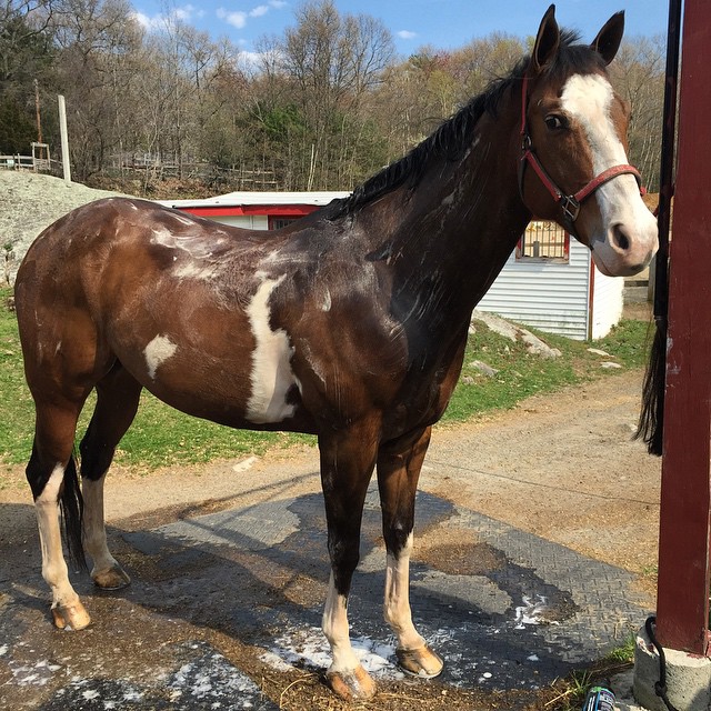 Wishing I could be @indianrockstables all day today getting ponies ready for the show. Can't believe the 2015 season starts tomorrow, I have a feeling it's going to be amazing. #showseason #horseshow #krognation #indianrockstables #idratherberiding